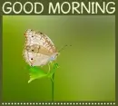 GOOD MORNING, ANIMALS, BUTTERFLY, TEXT