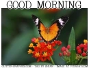 GOOD MORNING, ANIMALS, BUTTERFLY, TEXT