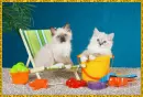 cats