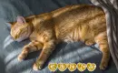 Sonia - cat