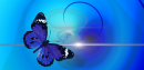 BLUE BUTTERFLY BANNER