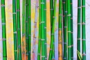 BAMBOO BACKGROUND, GREEN, NATURE