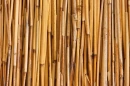 BAMBOO BACKGROUND,