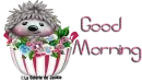 Hedgehog - Good Morning