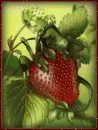 Summer Strawberry