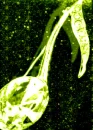 ReflectionsPeridotMusicNote