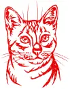 cat