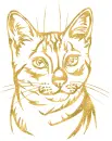 cat