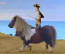 horse prancing with standing cat on it's back