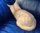 cat crawling into the couch