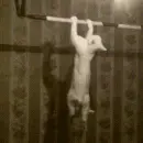 cat doing exercise