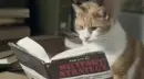 cat reading a book