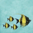 Fish on teal Background