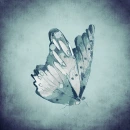 Butterfly on teal background