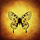 Black Butterfly on tan background