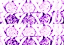 PurplexoxoMajestyxoxo