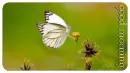 GOOD MORNING, ANIMALS, BUTTERFLY, TEXT
