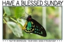 HAVE A BLESSED SUNDAY, ANIMALS, BUTTERFLY, TEXT