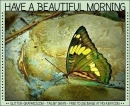 HAVE A BEAUTIFUL MORNING, BUTTERFLY, TEXT
