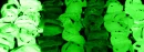 WalkTheLineOfGreenCrystals