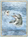 Dolphins