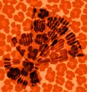 TrySomethingNewMulticolorFanPrint