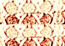 MulticolorxoxoMajestyxoxo
