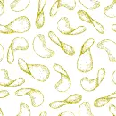 Potato chips