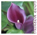 GOOD MORNING, CALLA LILY, FLOWERS, GREETINGS