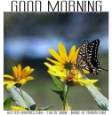 GOOD MORNING, BUTTERFLY, FLOWERS, TEXT