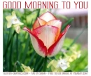 GOOD MORNING TO YOU