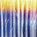 BIRCH TREE BACKGROUND AT SUNRISE
