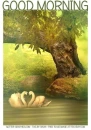 GOOD MORNING, SWANS, SUMMER, NATURE, TEXT