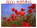 GOOD MORNING, POPPIES, GREETINGS, TEXT