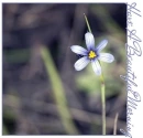 HAVE A BEAUTIFUL MORNING, FLOWER, TEXT