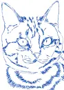 cat