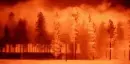 fire burning trees 