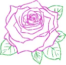 rose
