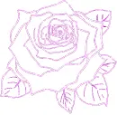 rose
