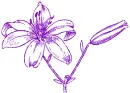 lily
