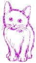 cat