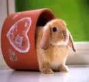 Bunny