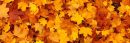 Banner of Autumn Leaves