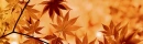 Banner of Autumn Leaves