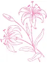 lilies