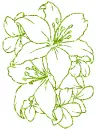 lilies