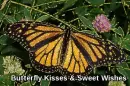 Butterfly Kisses