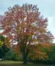 Autumn Tree