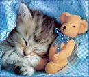 cat
