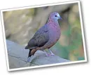 afrikai citromgalamb